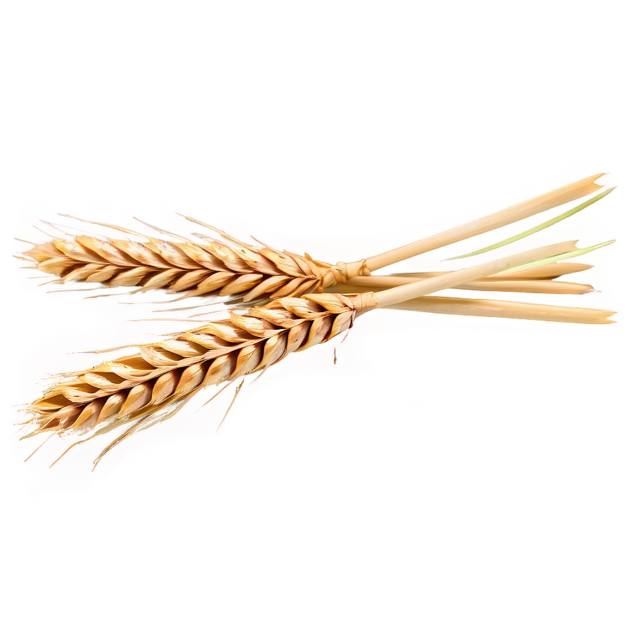 Harvested Wheat Stalks Png Mux PNG Image