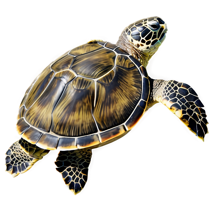 Hawaiian Green Sea Turtle Png Dfk PNG Image