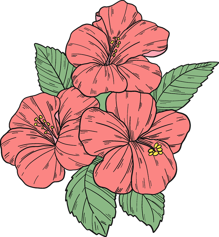 Hawaiian_ Hibiscus_ Flowers_ Illustration PNG Image