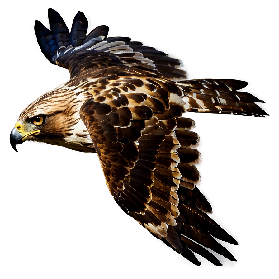 Hawk Flight At Dawn Png Ksi98 PNG Image