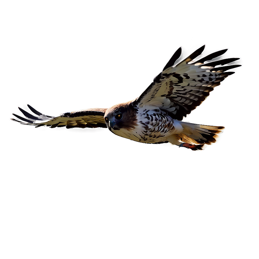 Hawk Flight At Dawn Png Mdc75 PNG Image