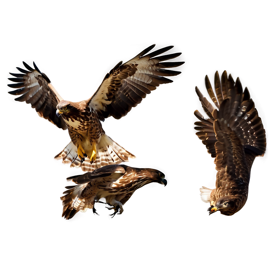 Hawk In Action Sequence Png 06122024 PNG Image