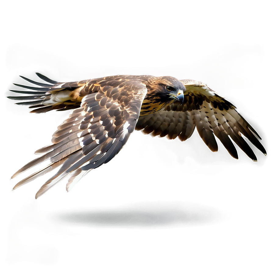 Hawk In Action Sequence Png 5 PNG Image