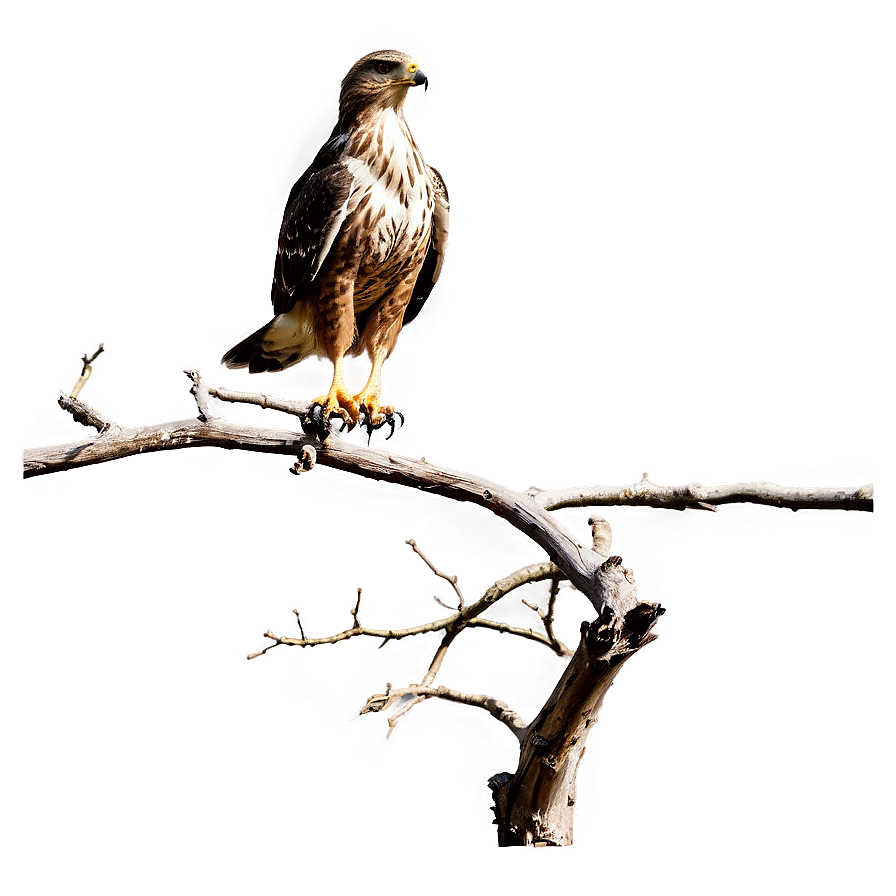 Hawk Landing On Branch Png 16 PNG Image