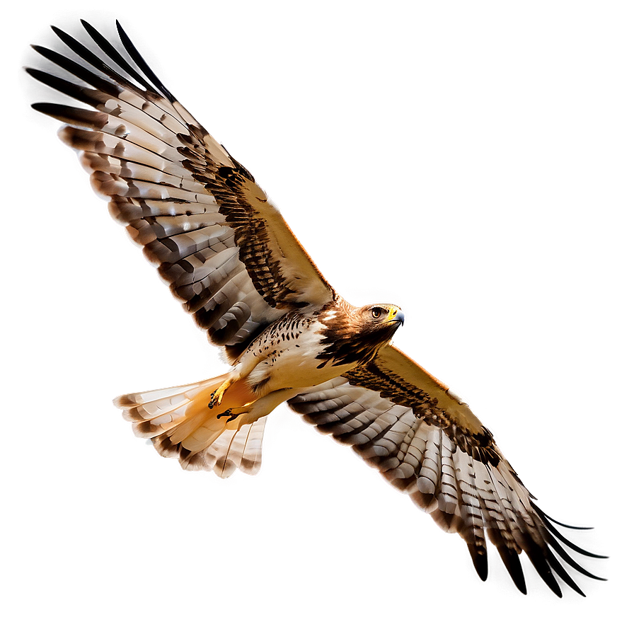 Hawk Landing On Branch Png 46 PNG Image