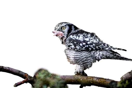 Hawk Owl Feeding Time PNG Image