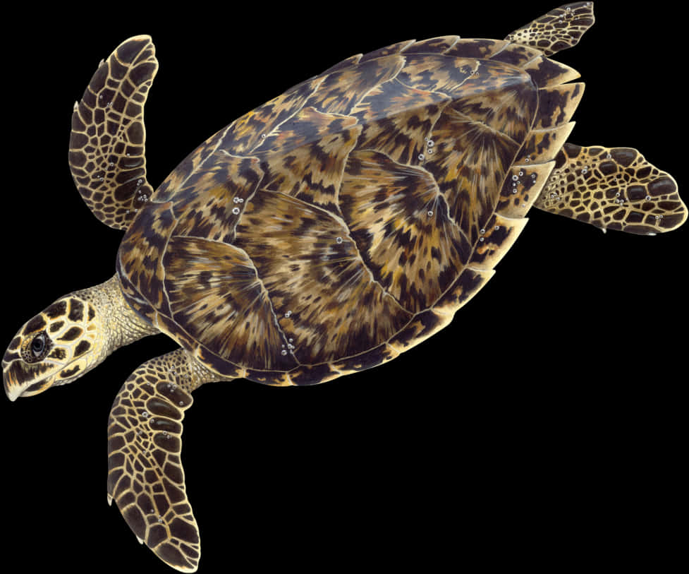 Hawksbill Sea Turtle Illustration PNG Image