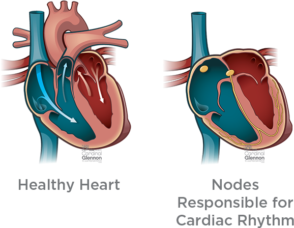 Healthy Heartand Cardiac Rhythm Nodes PNG Image