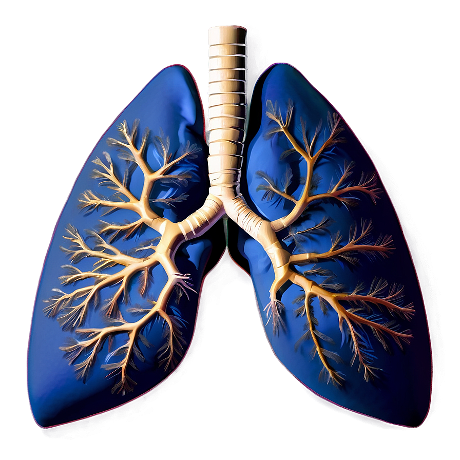 Healthy Lung Image Png Acd30 PNG Image