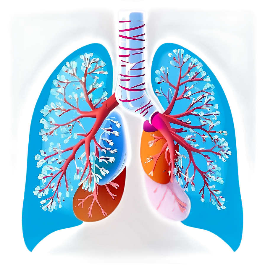 Healthy Lungs Illustration Png Gfn45 PNG Image