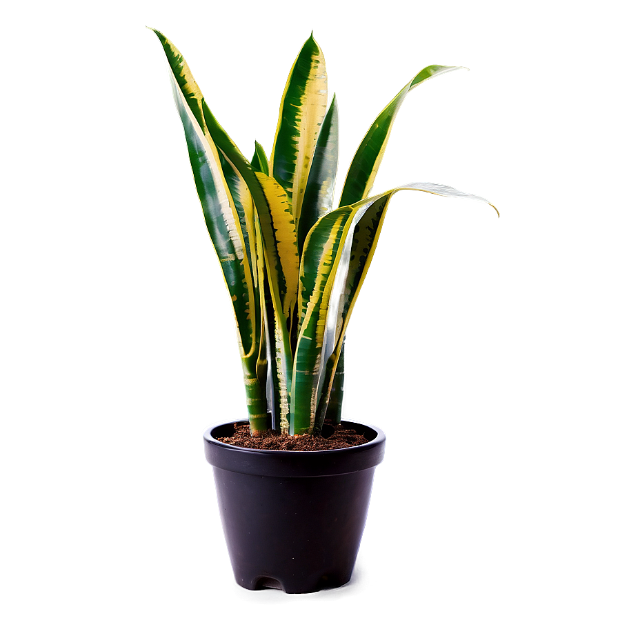 Healthy Snake Plant Png 06122024 PNG Image