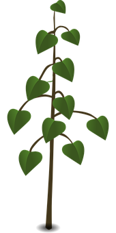 Heart Shaped Leaves Plant Illustration PNG Image