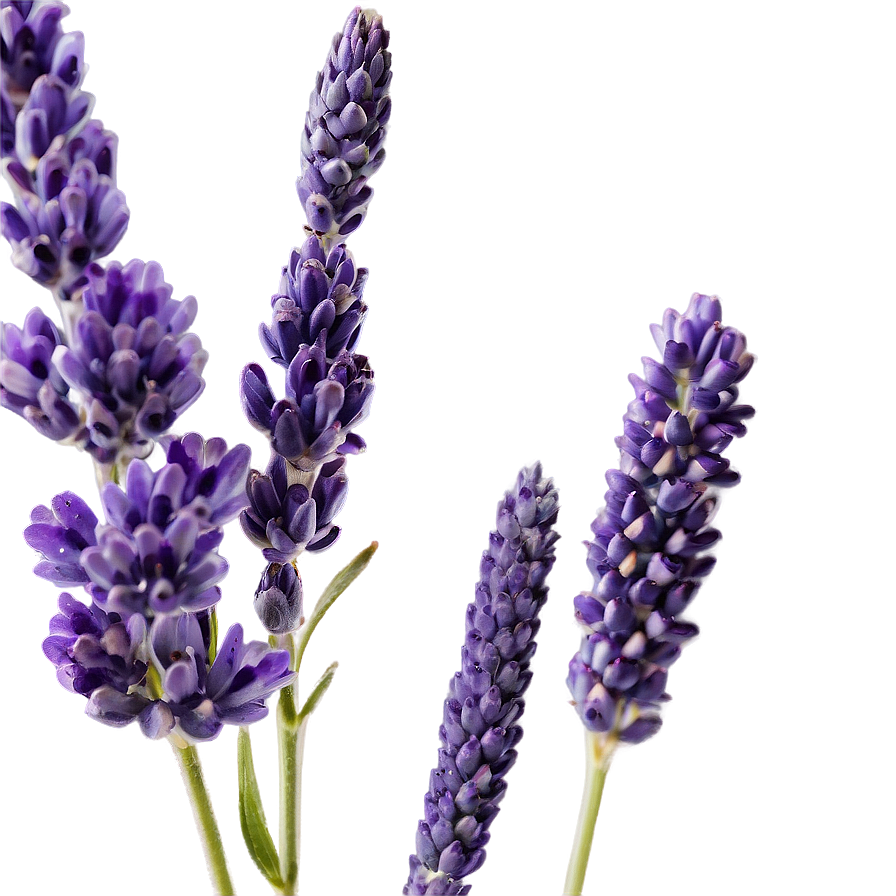 Heather And Lavender Mix Png Eqw PNG Image