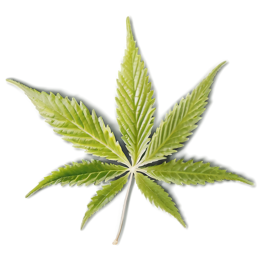 Hemp Leaf Closeup Png Ldh PNG Image