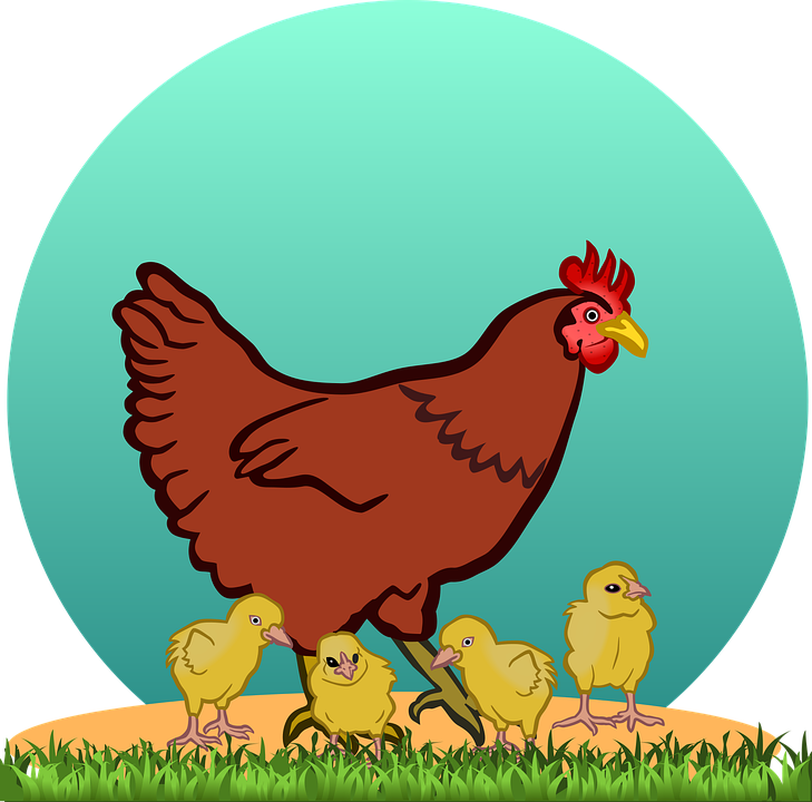 Henand Chicks Illustration PNG Image