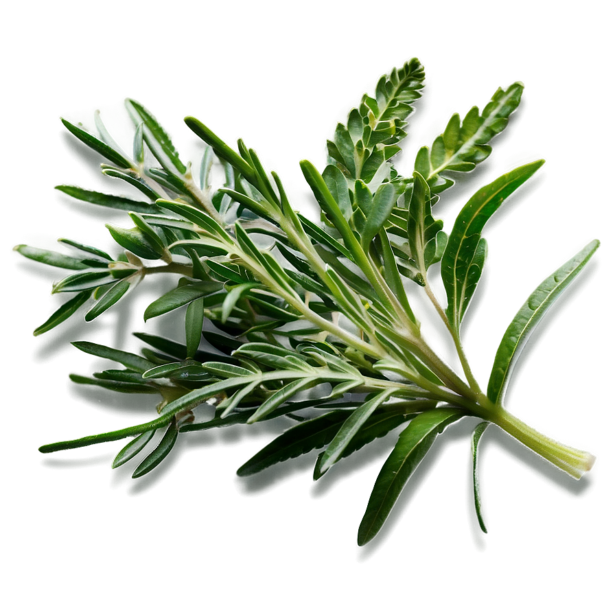 Herb D PNG Image