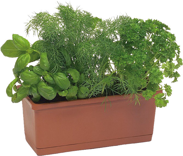 Herb Gardenin Rectangular Planter PNG Image