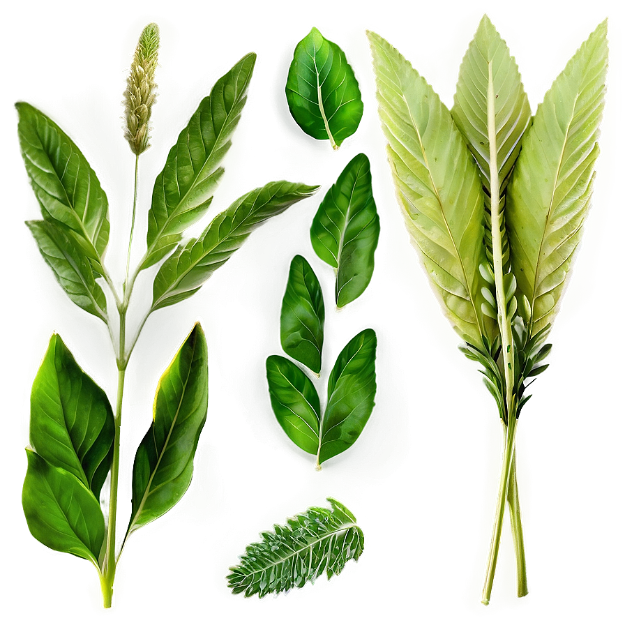 Herbal Leaves Png 86 PNG Image