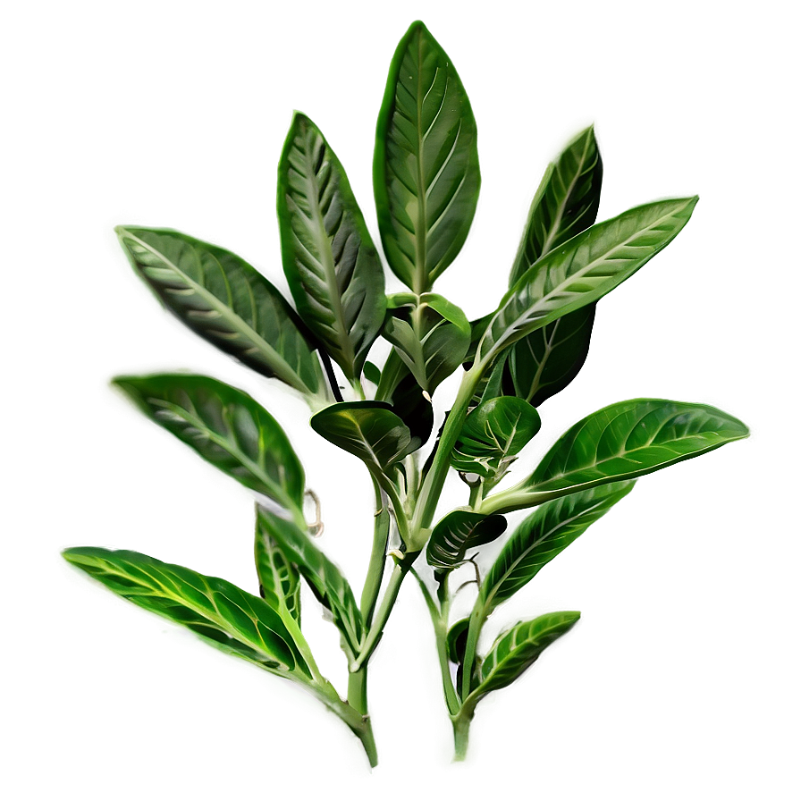 Herbal Plant Png Mwi PNG Image