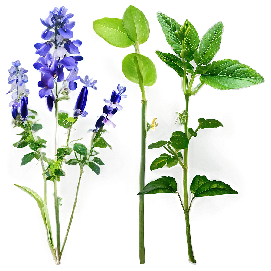 Herbal Plants Png Dnu70 PNG Image