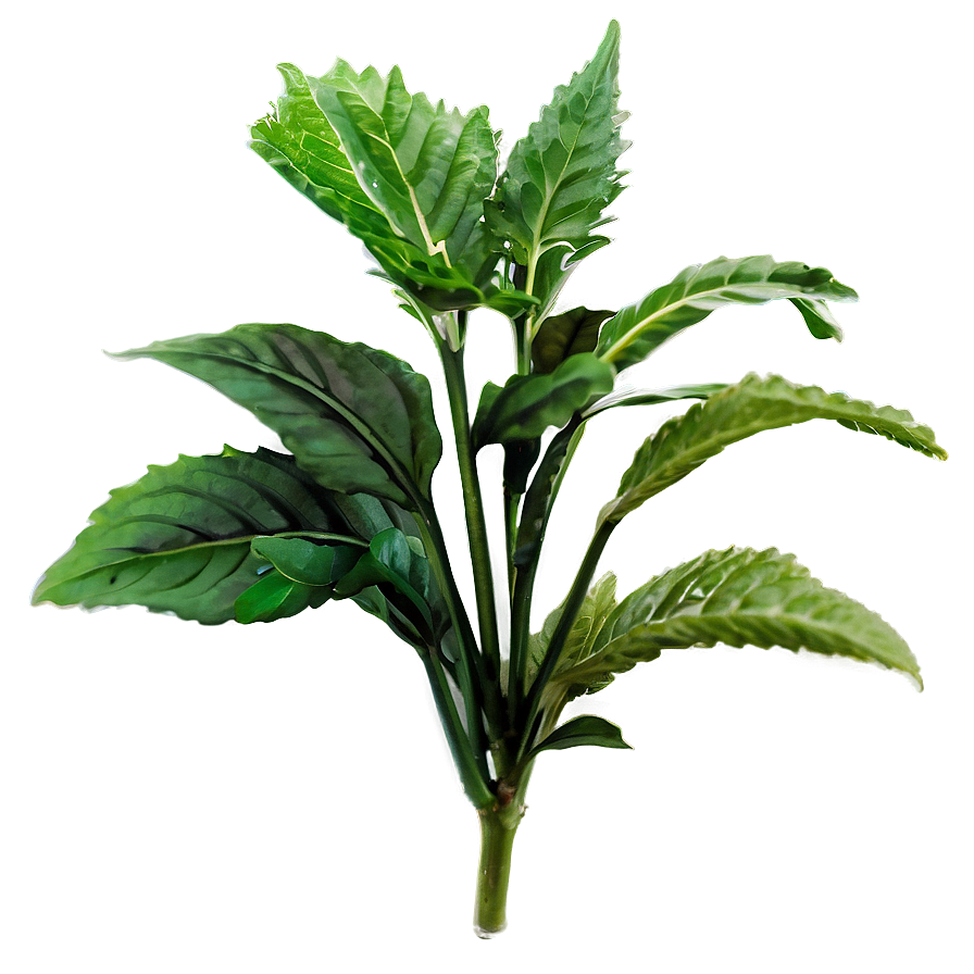 Herbal Plants Png Mjk45 PNG Image