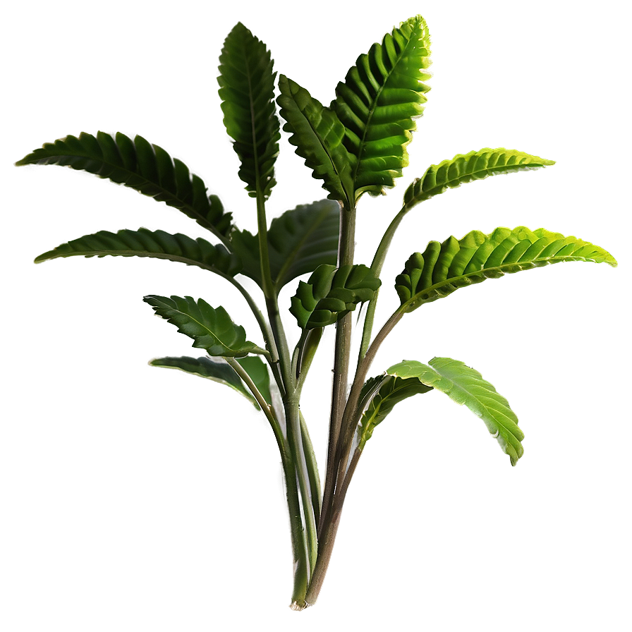 Herbal Plants Png Ren PNG Image