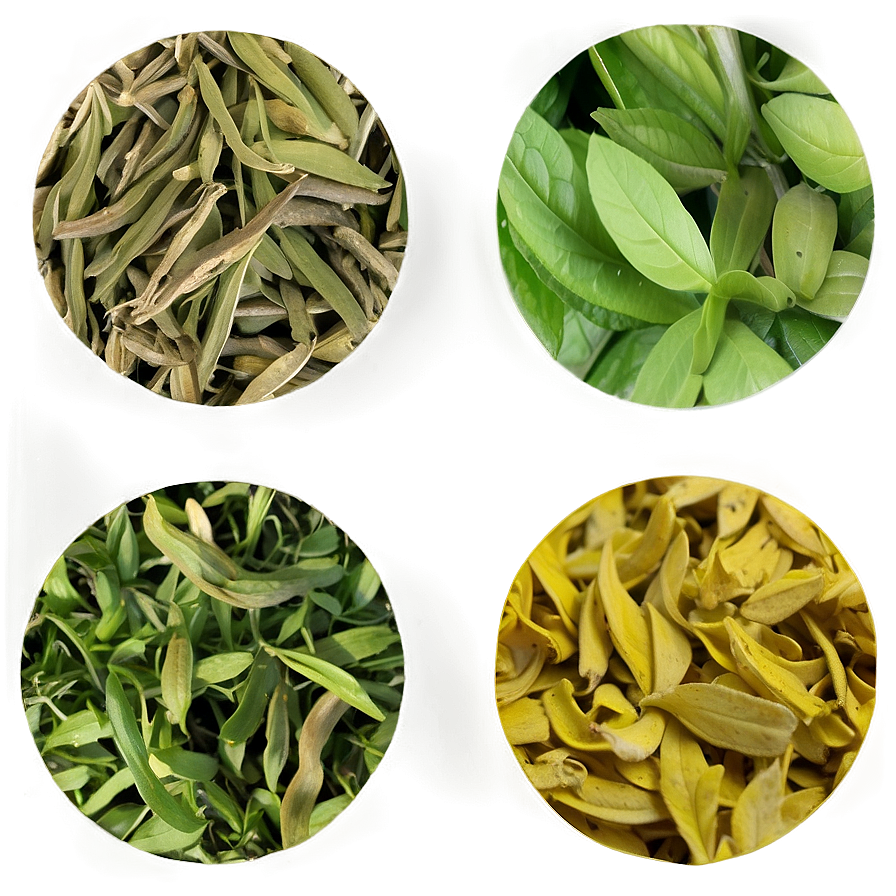 Herbal Tea Leaf Png Slw14 PNG Image