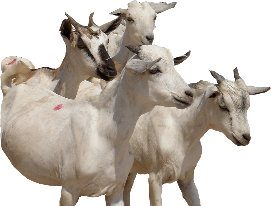 Herdof White Goats PNG Image