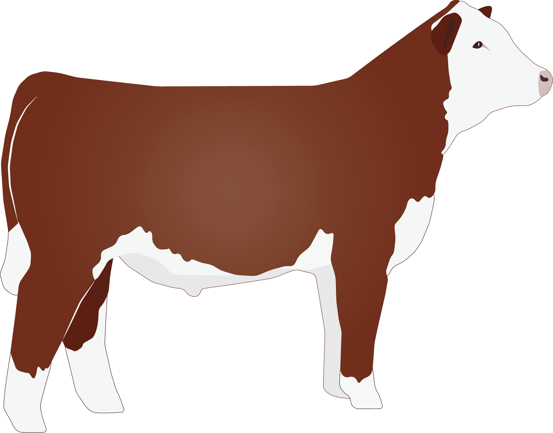 Hereford Cow Illustration PNG Image