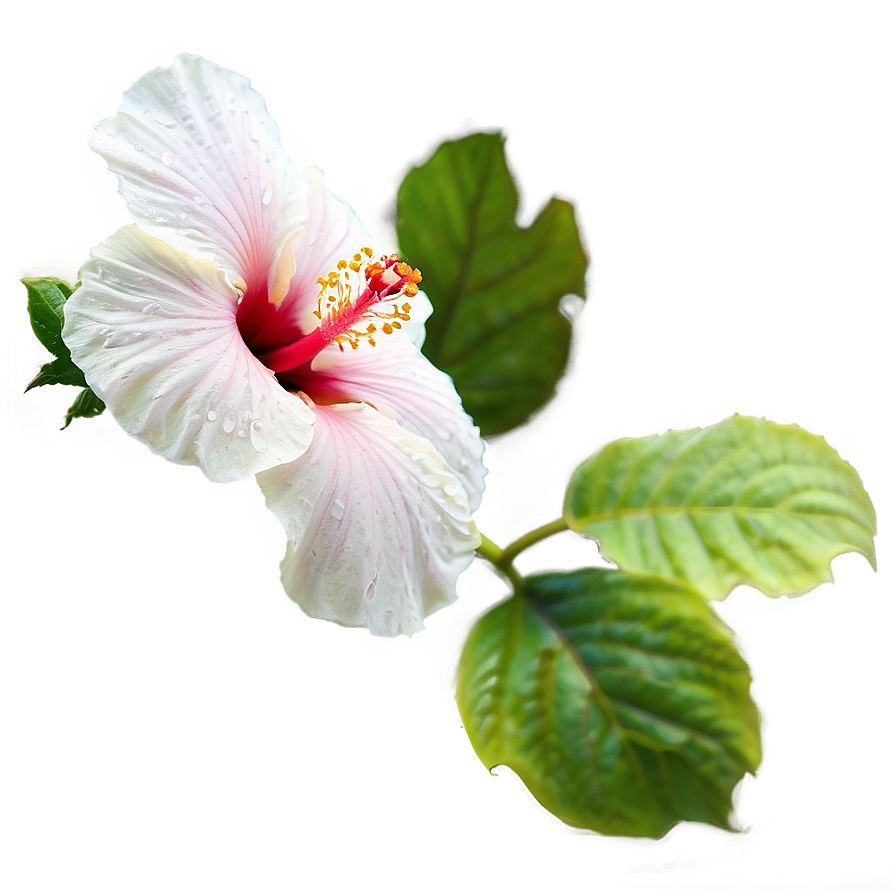 Hibiscus Bloom Png 05232024 PNG Image