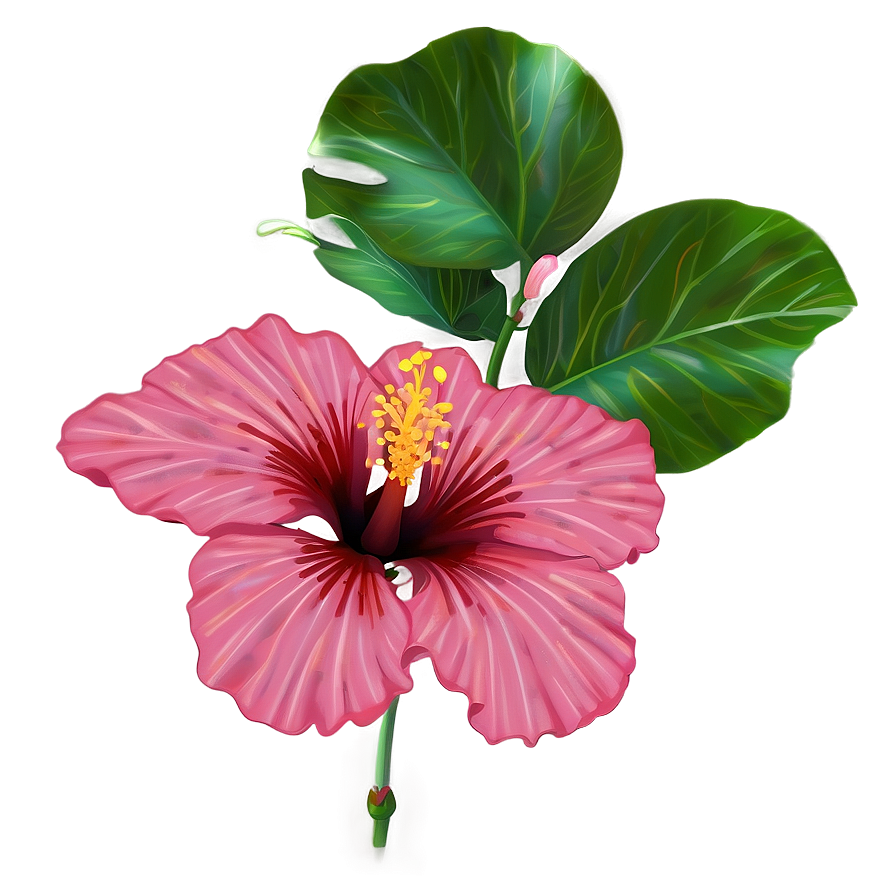 Hibiscus Blossom Png 05232024 PNG Image