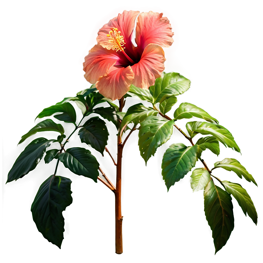 Hibiscus Border Png 05232024 PNG Image