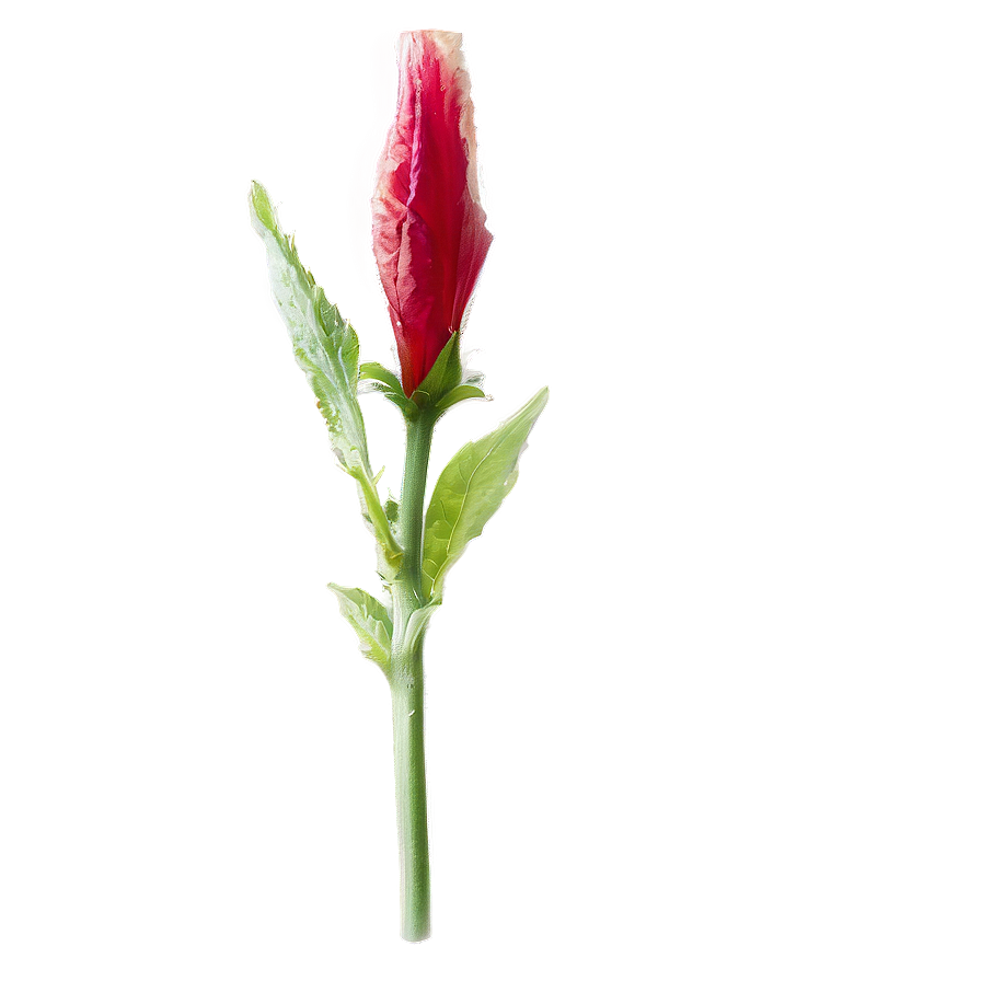 Hibiscus Bud Png Nkb2 PNG Image