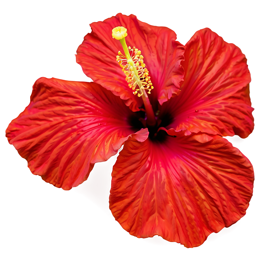 Hibiscus Close-up Png 24 PNG Image