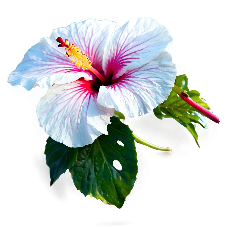 Hibiscus Close-up Png 73 PNG Image