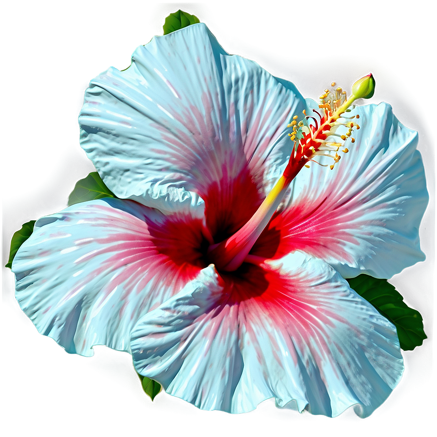 Hibiscus In Bloom Png 71 PNG Image