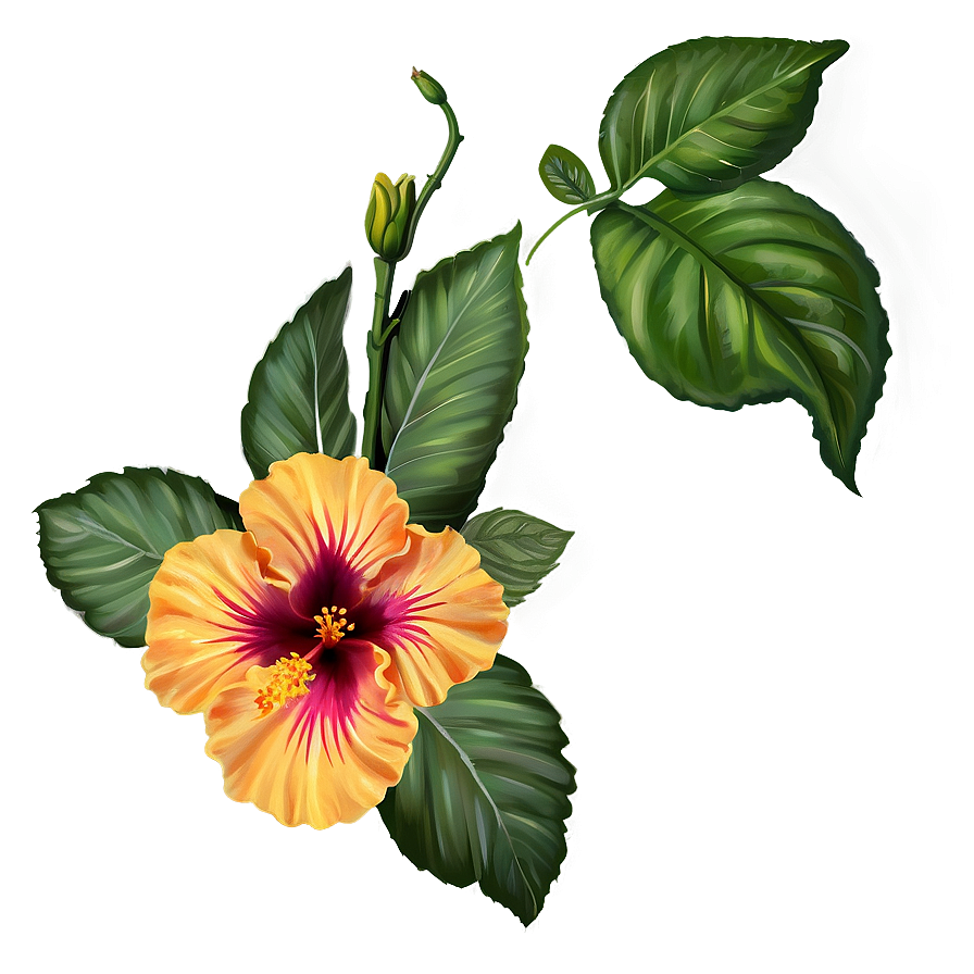 Hibiscus Majesty Png Rbm29 PNG Image