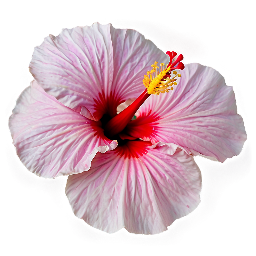 Hibiscus Petal Png Gic58 PNG Image