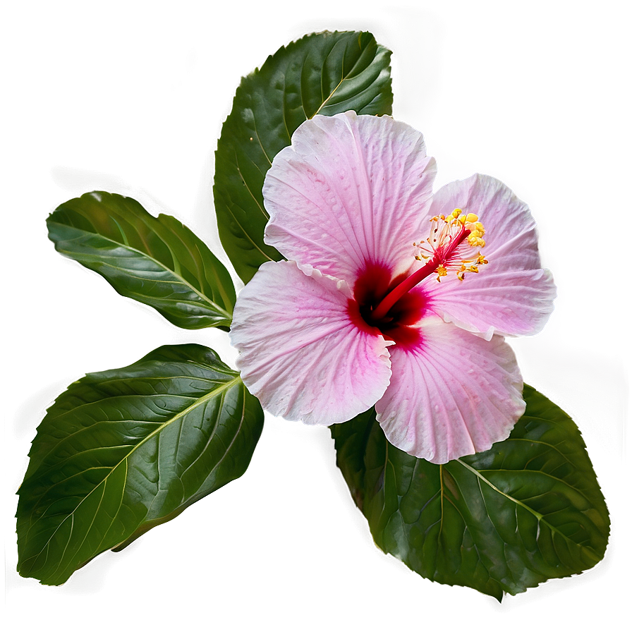 Hibiscus Petal Png Tkd PNG Image