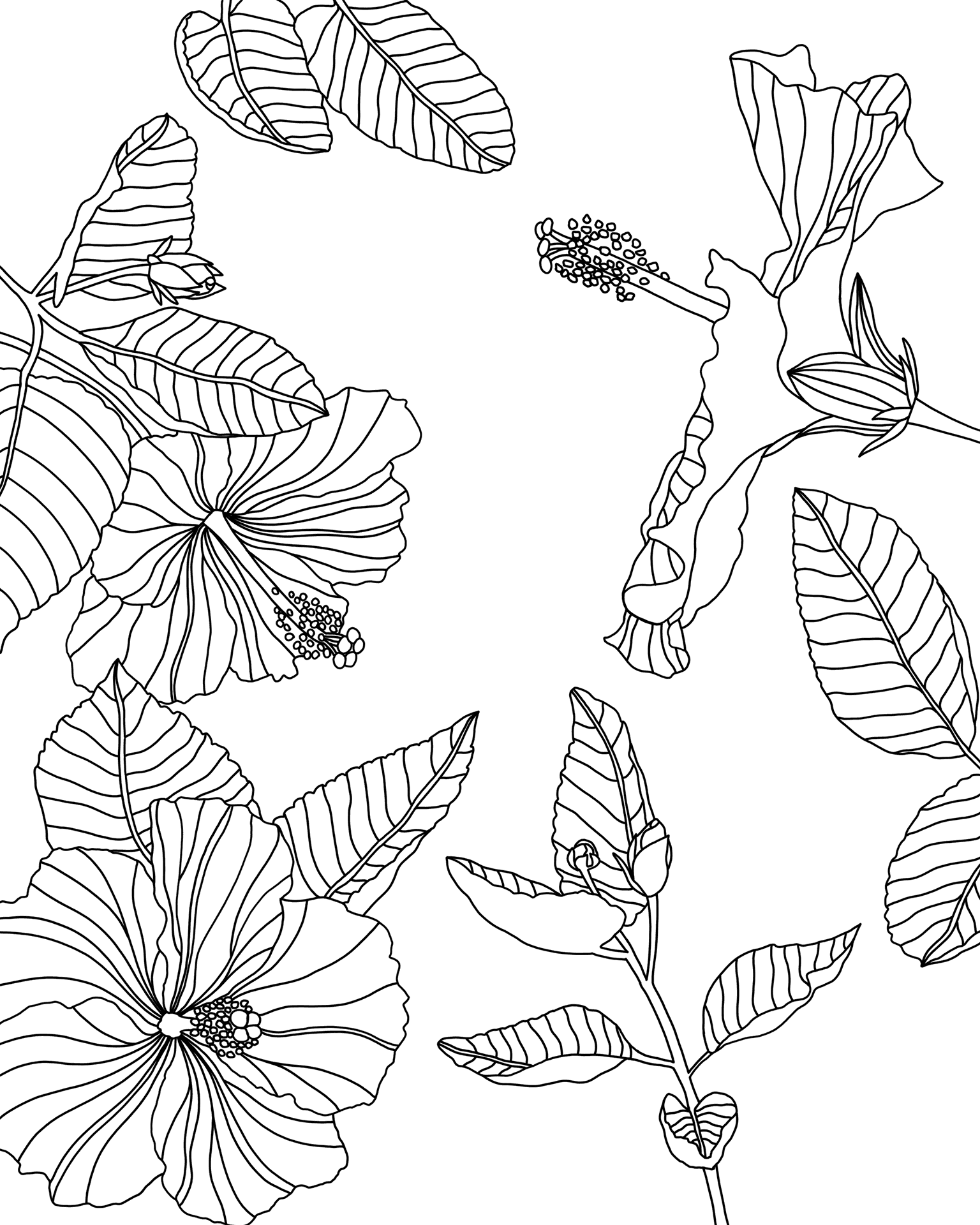 Hibiscus Sketch Art PNG Image