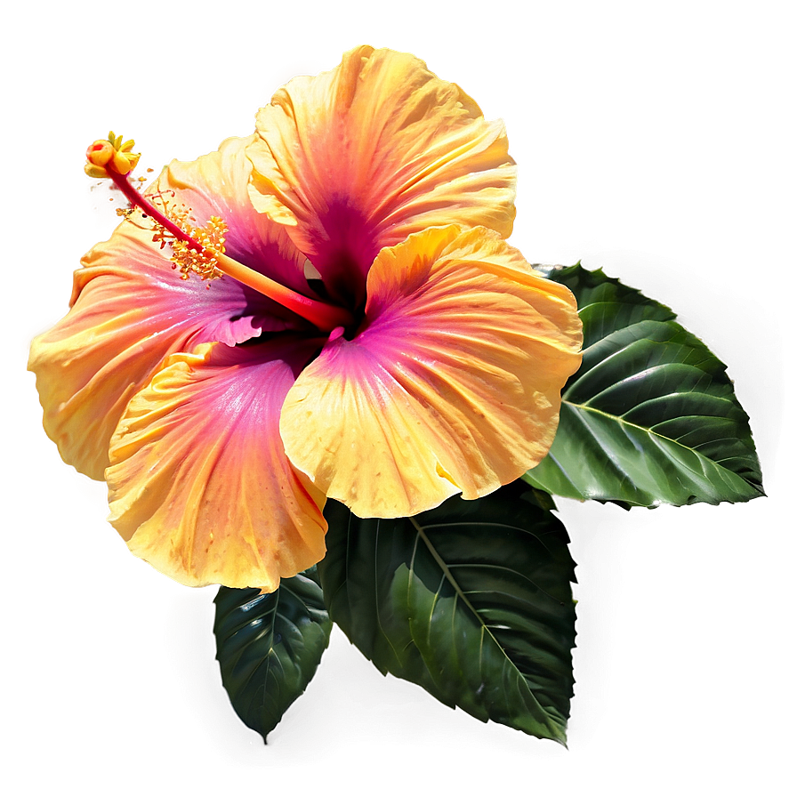 Hibiscus Sunset Glow Png Rev30 PNG Image