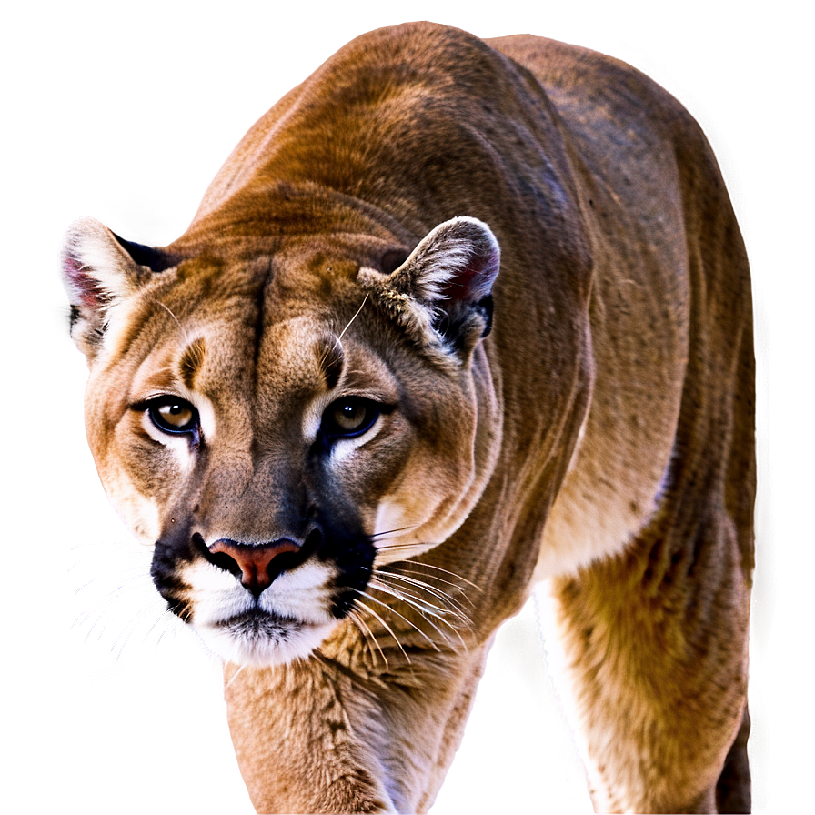 Hidden Cougar Png 06202024 PNG Image