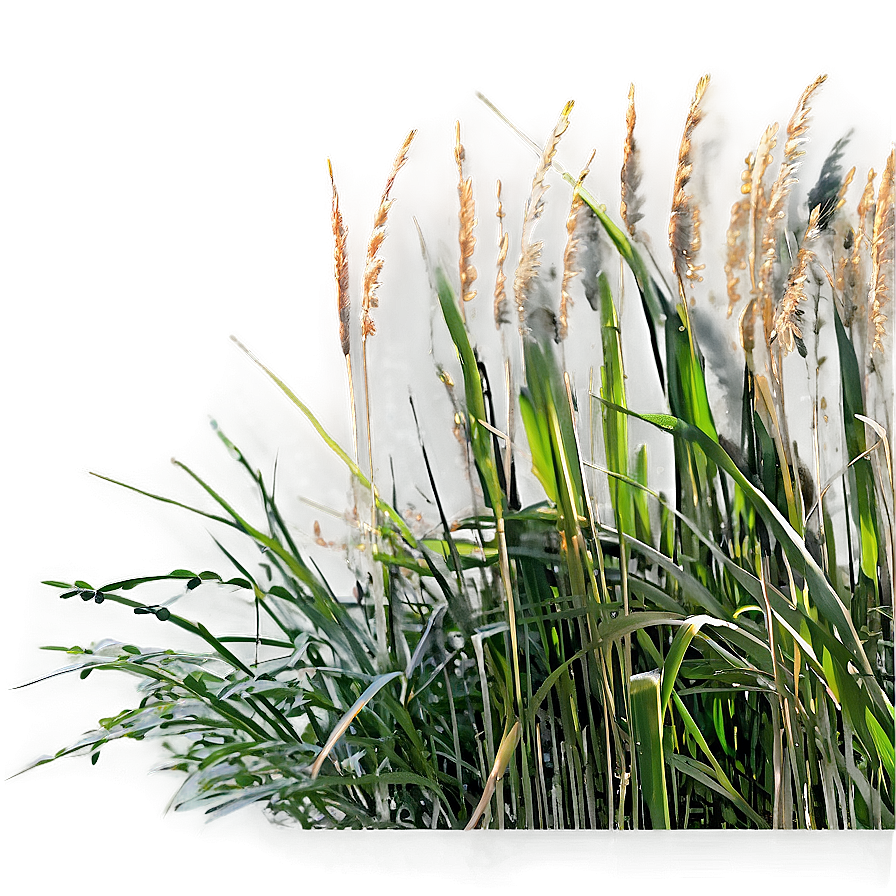 High Grass Field Png Hbb PNG Image