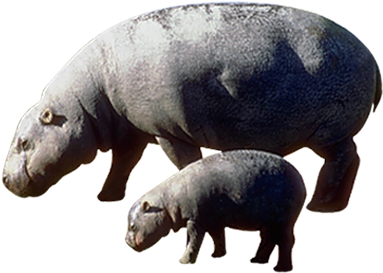 Hippopotamus Motherand Calf PNG Image