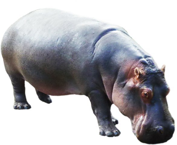 Hippopotamus Standing Isolated PNG Image