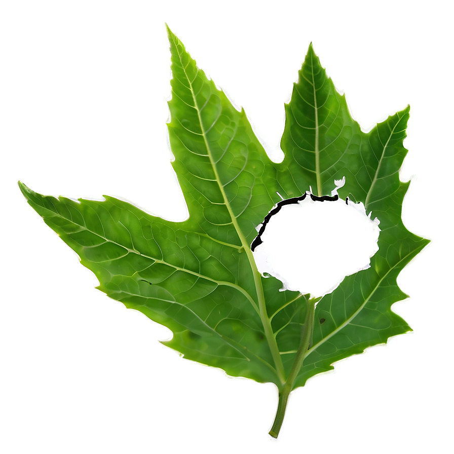 Hole In Leaf Png 06112024 PNG Image