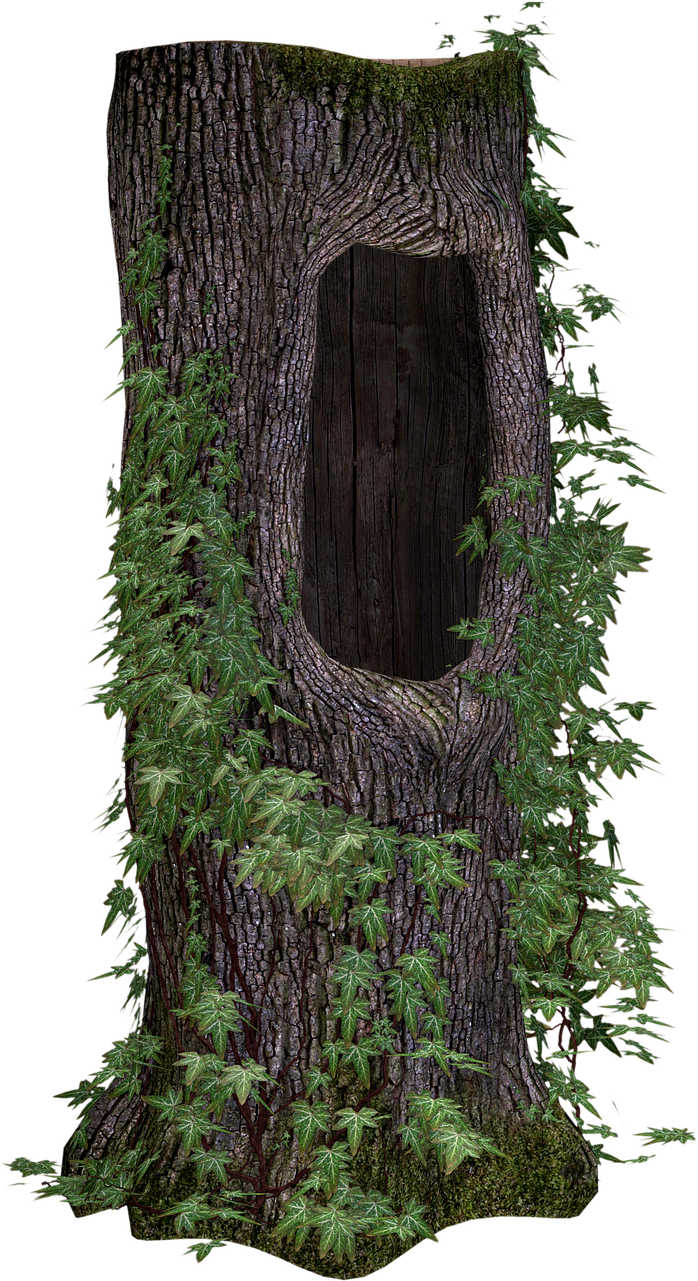 Hollow_ Tree_ Trunk_with_ Ferns PNG Image