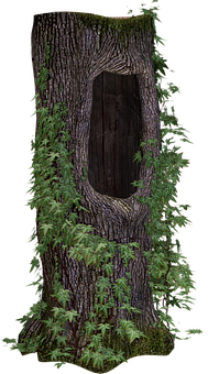 Hollow Treewith Ferns PNG Image