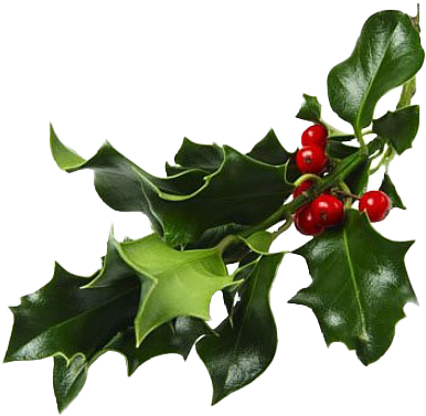 Holly Branch Red Berries.png PNG Image