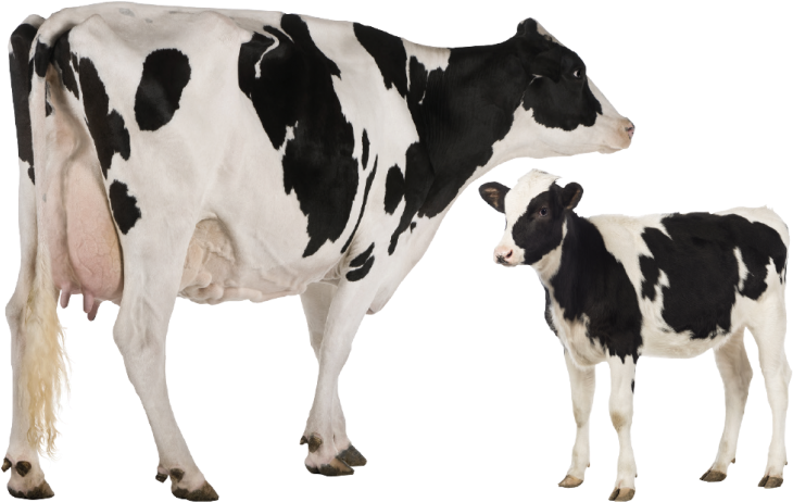 Holstein Cowand Calf PNG Image